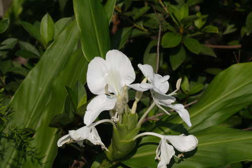 Hedychium coronarium #10